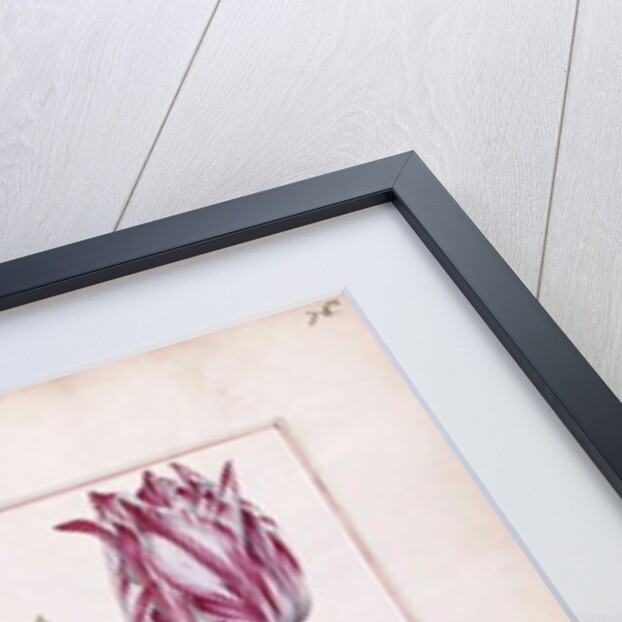 Tulips, 18th century by French School