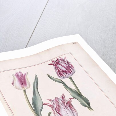 Tulips, 18th century by French School