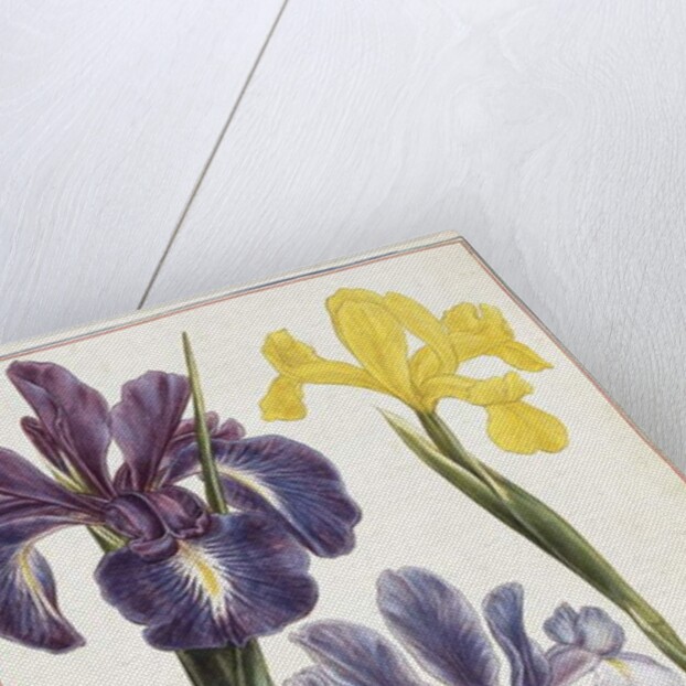 Irises, 18th century by French School