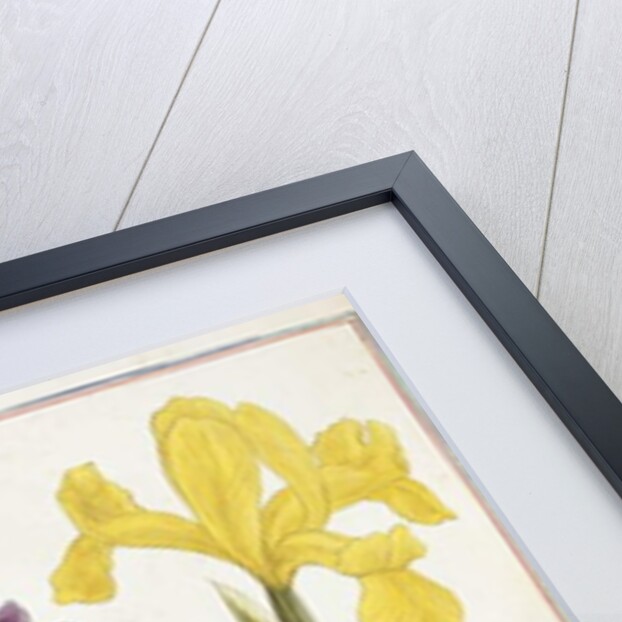 Irises, 18th century by French School