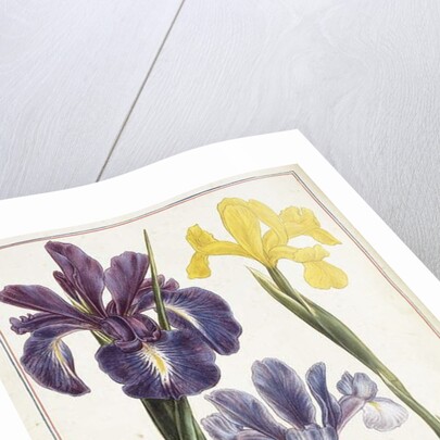 Irises, 18th century by French School