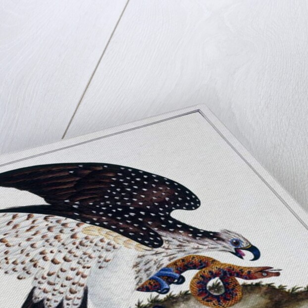 Bird of prey with snake, 1808-21 by Charles Hayes