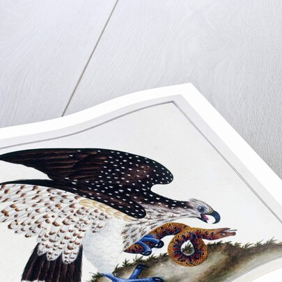 Bird of prey with snake, 1808-21 by Charles Hayes
