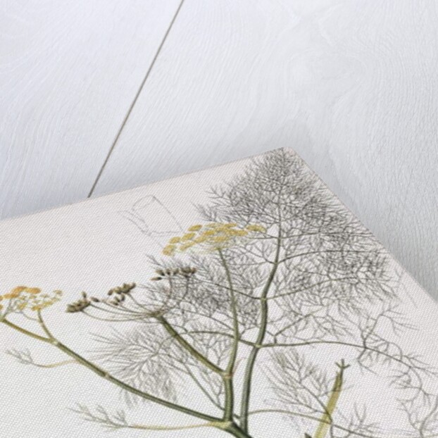 A Botanical Study, 1822-1845 by Charlotte Strickland