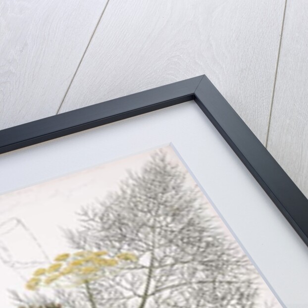 A Botanical Study, 1822-1845 by Charlotte Strickland