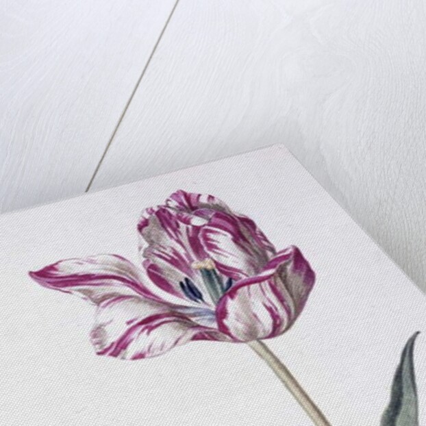 Tulip and bee, 18th century by German School