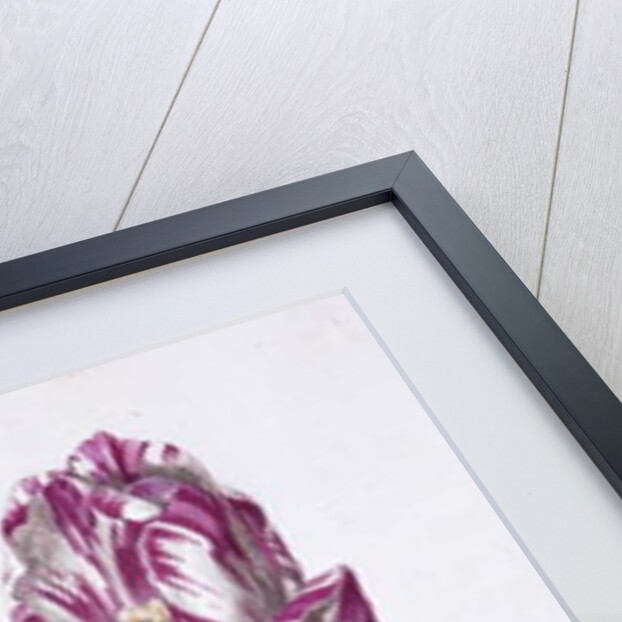 Tulip and bee, 18th century by German School