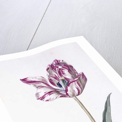 Tulip and bee, 18th century by German School