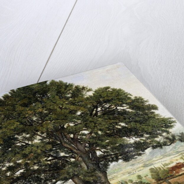 La Plaine d'Annecy-Chene le Veteran des Alpes, by Jean Jacques Rousseau