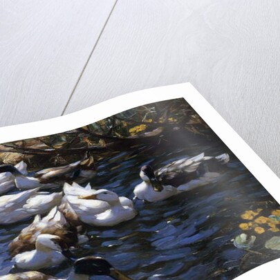 Ducks in the Reeds under the Boughs by Alexander Koester