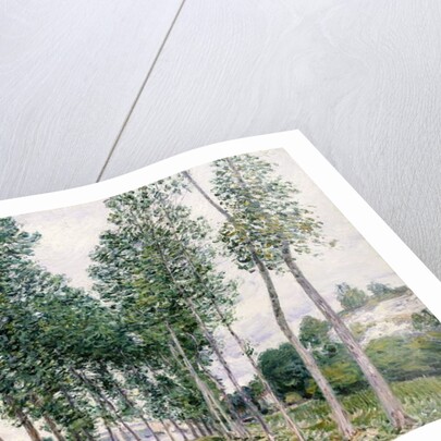 Alley of Poplars along the Loing, 1892 by Alfred Sisley