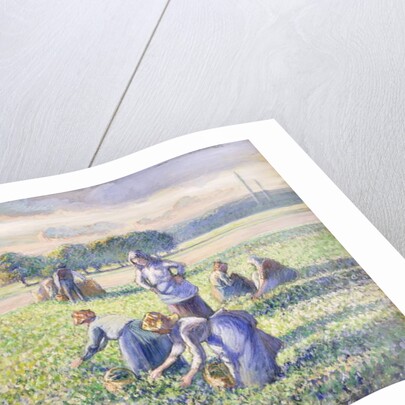 The Harvest of Peas, 1887 by Camille Pissarro