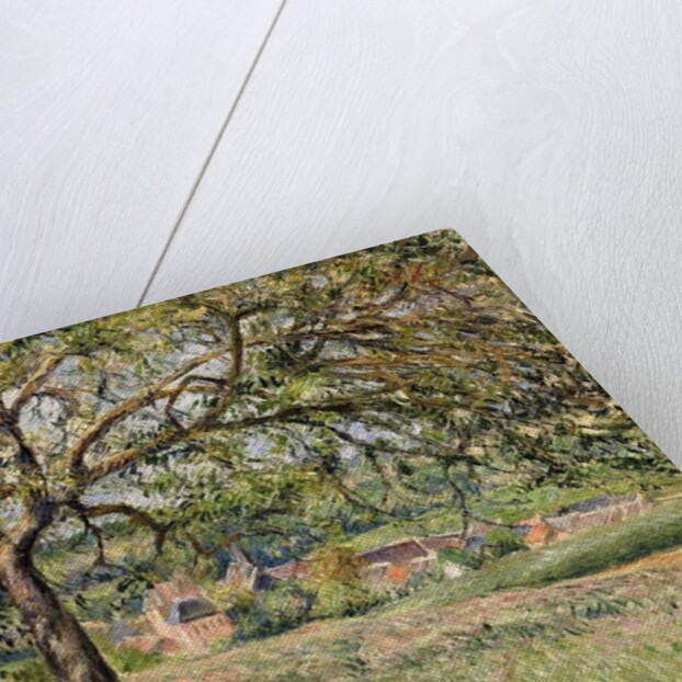 Apple Tree in Eragny, 1884 by Camille Pissarro