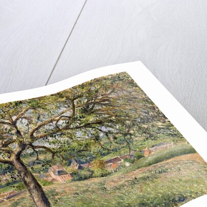 Apple Tree in Eragny, 1884 by Camille Pissarro