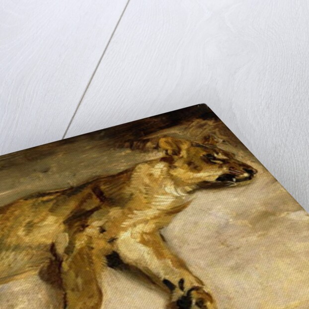 A Sleeping Lioness, c.1830 by Ferdinand Victor Eugene Delacroix