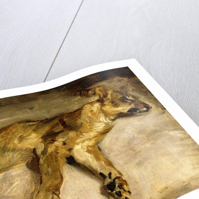 A Sleeping Lioness, c.1830 by Ferdinand Victor Eugene Delacroix