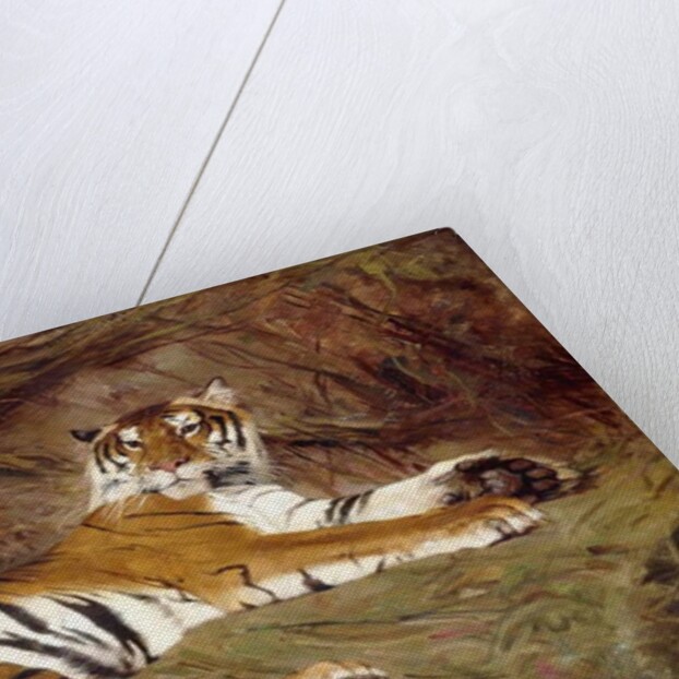 A Reclining Tiger, 1904 by Gustave Surand