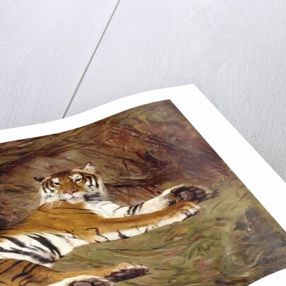 A Reclining Tiger, 1904 by Gustave Surand