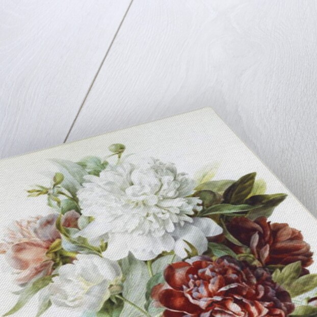 A Bouquet of Red, Pink and White Peonies by Pierre Joseph Redouté