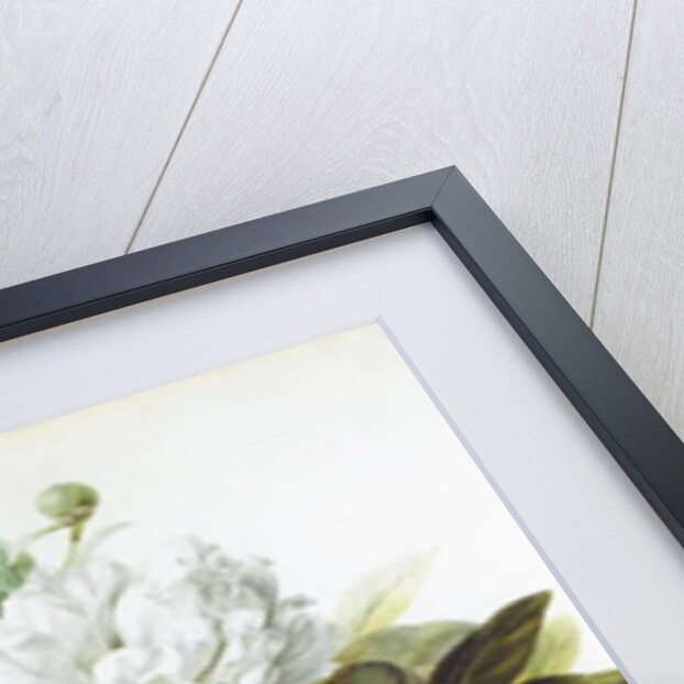 A Bouquet of Red, Pink and White Peonies by Pierre Joseph Redouté