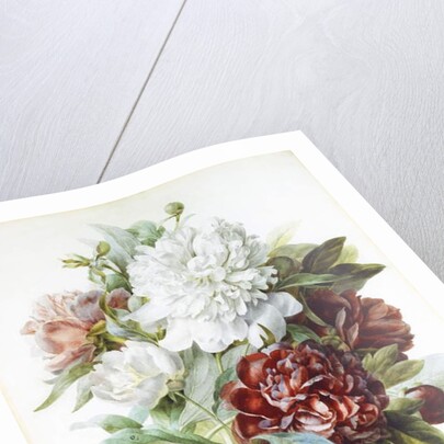 A Bouquet of Red, Pink and White Peonies by Pierre Joseph Redouté