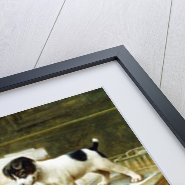 Well Travelled Jack Russell Puppies by John Hayes