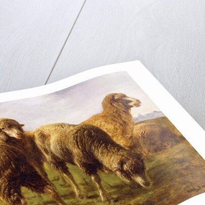 Sheep Grazing in a Meadow by Rosa Bonheur
