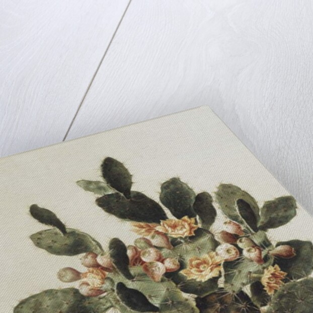 Still life of a cactus by Albert van der Eeckhout