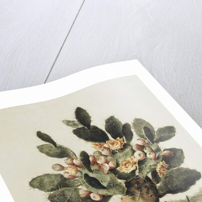 Still life of a cactus by Albert van der Eeckhout