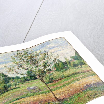 Meadow with Grey Horse, Eragny, 1893 by Camille Pissarro
