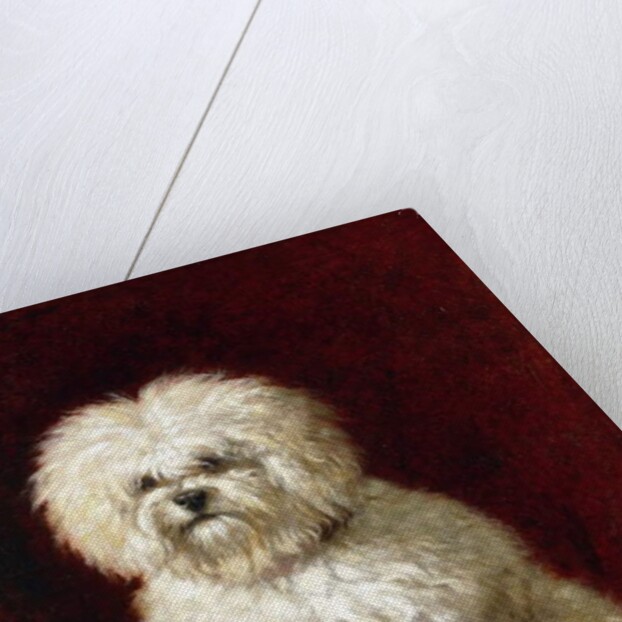 A Poodle by Henriette Ronner-Knip