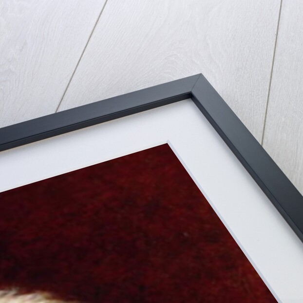 A Poodle by Henriette Ronner-Knip