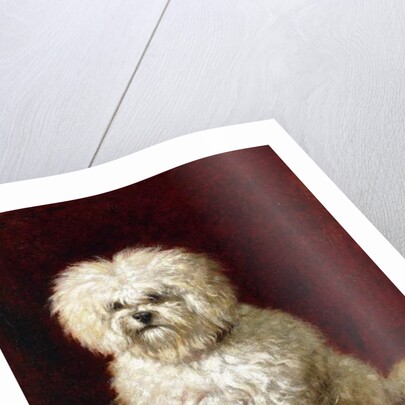 A Poodle by Henriette Ronner-Knip