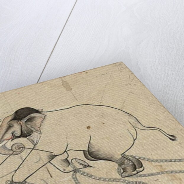 Isarda or kotah preparatory drawing of the taming of an elephant, c.1720 by Indian School