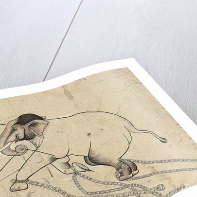 Isarda or kotah preparatory drawing of the taming of an elephant, c.1720 by Indian School
