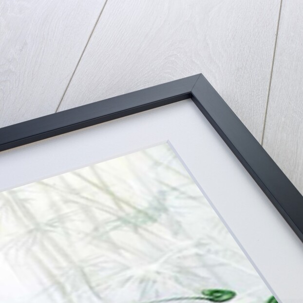 King Bird of Paradise, 1909 by Edward Adrian Wilson