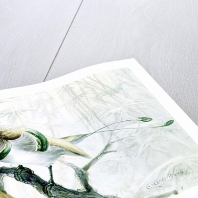 King Bird of Paradise, 1909 by Edward Adrian Wilson