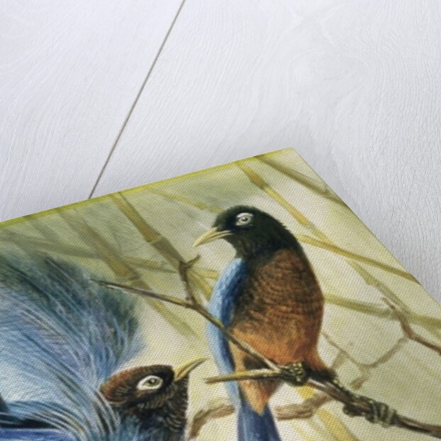 Blue-bird of Paradise, 1909 by Edward Adrian Wilson