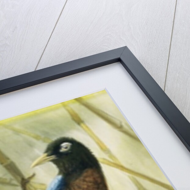 Blue-bird of Paradise, 1909 by Edward Adrian Wilson