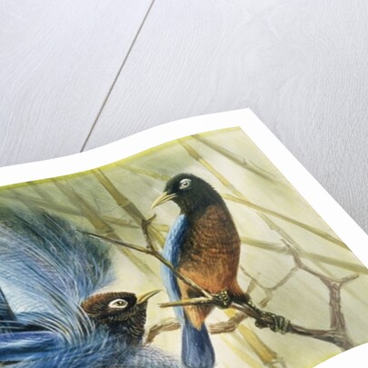 Blue-bird of Paradise, 1909 by Edward Adrian Wilson