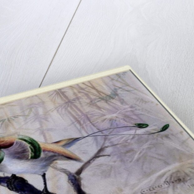 King bird of paradise, 1909 by Edward Adrian Wilson