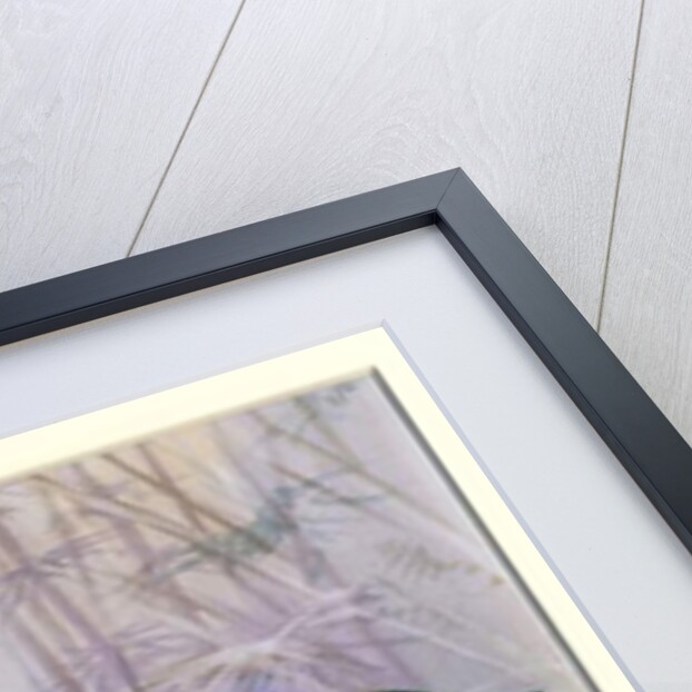 King bird of paradise, 1909 by Edward Adrian Wilson