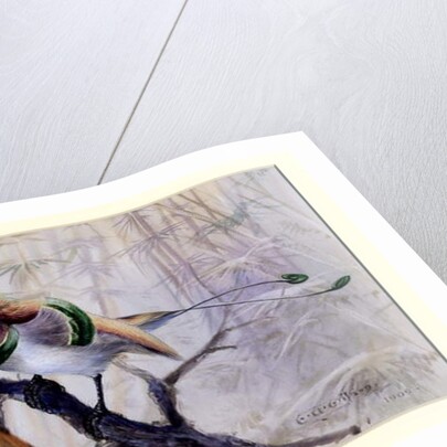 King bird of paradise, 1909 by Edward Adrian Wilson