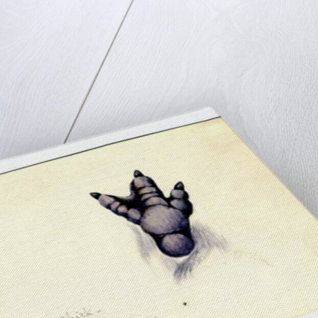 Two studies of the foot of an emperor penguin chick, 1901-04 by Edward Adrian Wilson