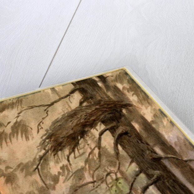 Goshawk's nest, 1898-99 by Edward Adrian Wilson