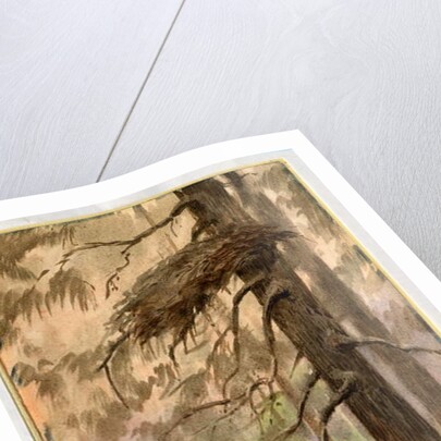 Goshawk's nest, 1898-99 by Edward Adrian Wilson