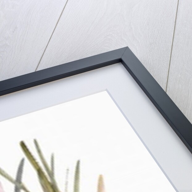 Crocus, 2003 by Claudia Hutchins-Puechavy