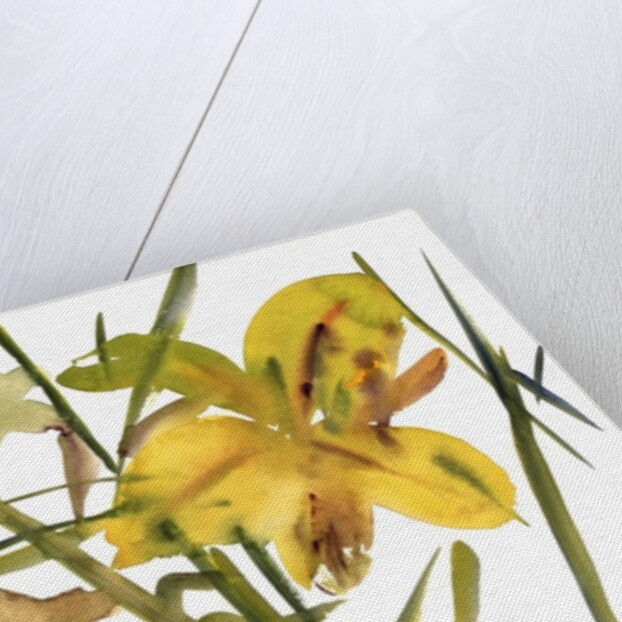 Lilies, 1987 by Claudia Hutchins-Puechavy