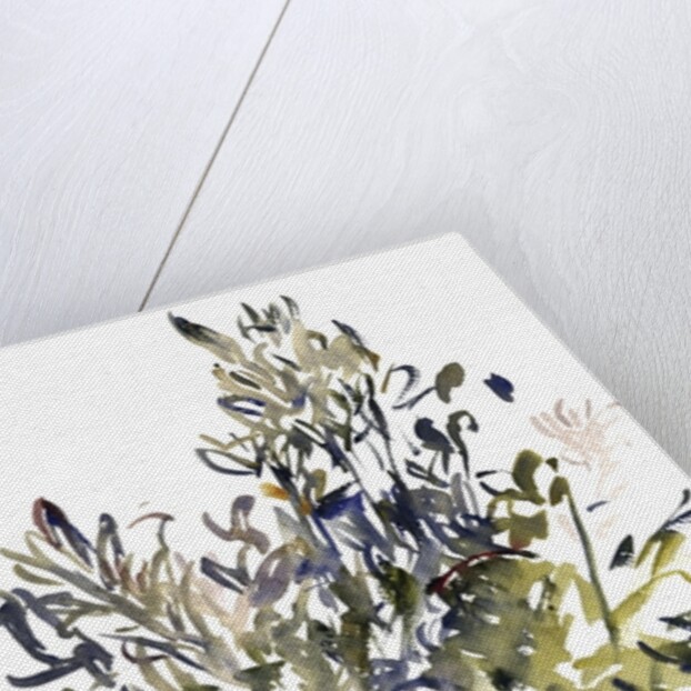 Senecio and other plants, 2003 by Claudia Hutchins-Puechavy