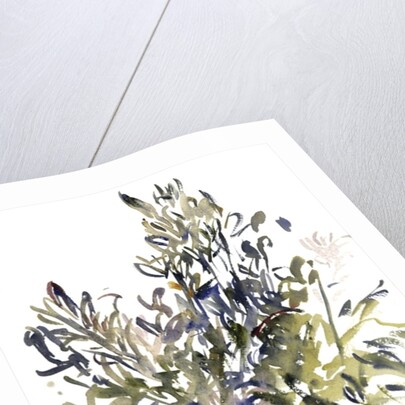 Senecio and other plants, 2003 by Claudia Hutchins-Puechavy